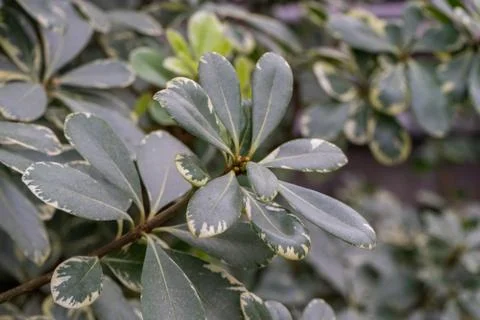 Evergreen shrub Pittosporum Tobira Variegata known by several names as Austra Stock Photos