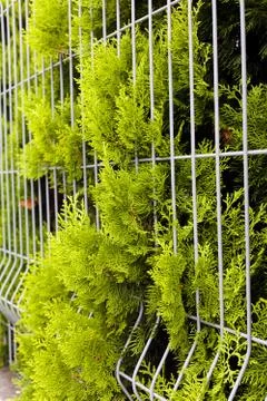 Evergreen shrubs Stock Photos