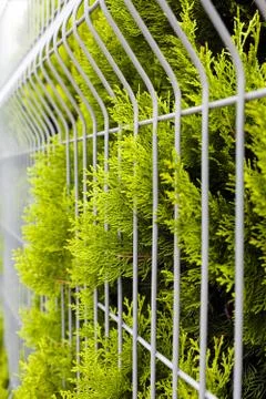 Evergreen shrubs Stock Photos