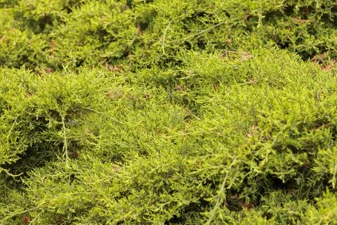 Evergreen shrubs Stock Photos