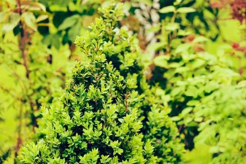 Evergreen shrubs Stock Photos