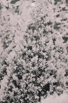 Evergreen shrubs Stock Photos