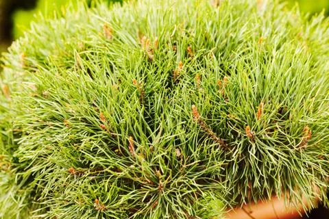 Evergreen shrubs Stock Photos