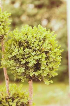 Evergreen shrubs Stock Photos