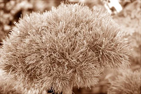 Evergreen shrubs Stock Photos