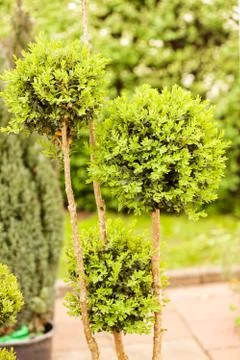 Evergreen shrubs Stock Photos