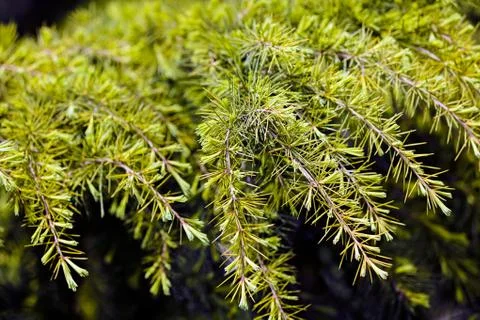 Evergreen shrubs Free Stock Photos