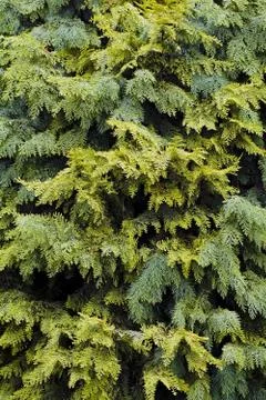 Evergreen shrubs Free Stock Photos