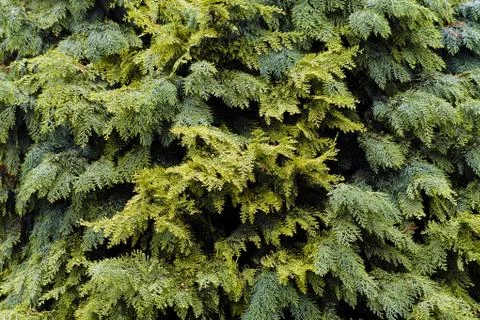 Evergreen shrubs Foto stock gratuite
