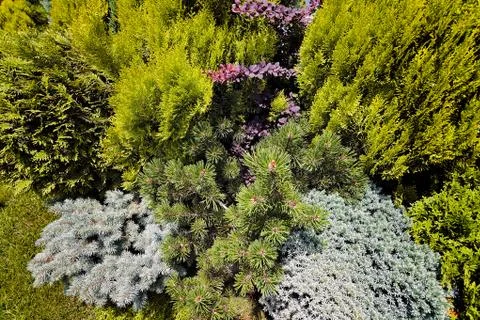 Evergreen shrubs Foto stock gratuite