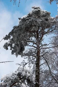 Evergreen snow covered pine tree in a forest low angle view blue sky Stock Photos