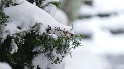 Evergreen  in the Snow Video stock 226861238