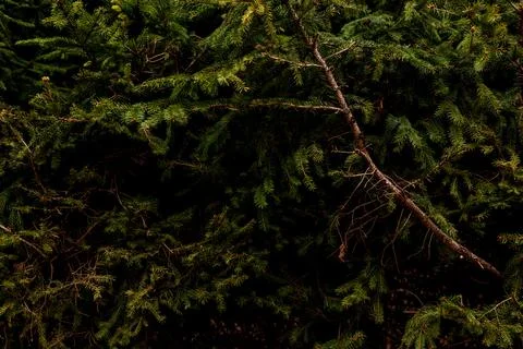Evergreen Spruce Branches Background with Dense Pine Needles and Dark Forest Tex Foto stock