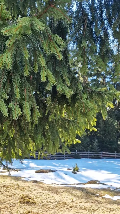 Evergreen Spruce Branches Swaying Over Melting Snow in Bukovel Mountains Stock Footage 338993259
