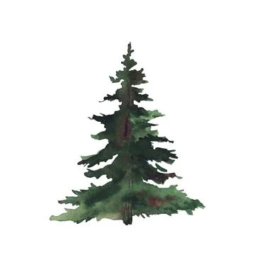 Evergreen Spruce, pine or coniferous tree with fluffy green branches. Hand .. Stock Illustration