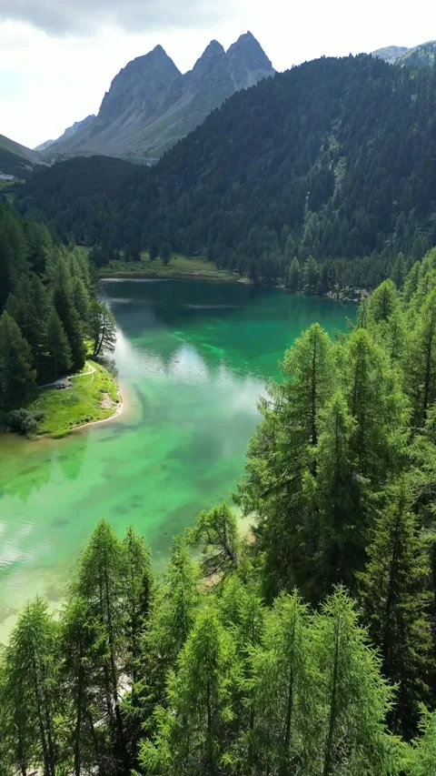 Evergreen spruce tree forest around lake Palpuognasee Lai da Palpuogna Stock Footage 331285005