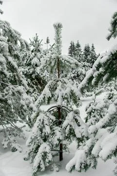 Evergreen spruce trees covered with fresh snow. Winter background. Stock Photos