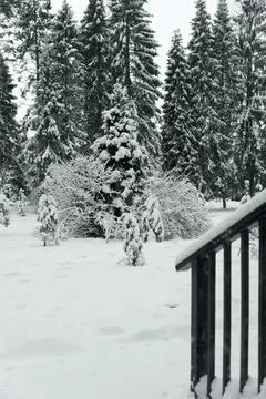 Evergreen spruce trees covered with fresh snow. Winter background. Stock Photos