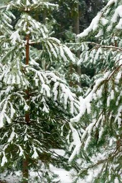 Evergreen spruce trees covered with fresh snow. Winter background. Stock Photos