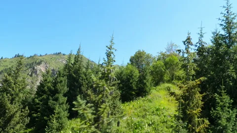 Evergreen spruce trees on green mountain slope under clear blue sky Stockbeeldmateriaal 338129208