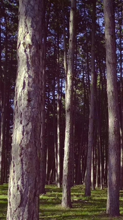 Evergreen sunny forest, nature background, vertical shorts Stock Footage 283344785