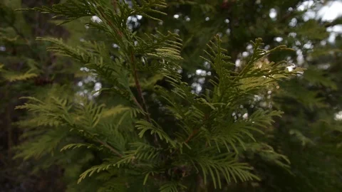 Evergreen thuja branches close up against the background of sunlight Stock Footage 128408985