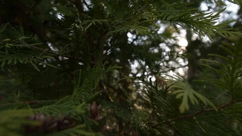 Evergreen thuja branches close up against the background of sunlight Video stock 128409871