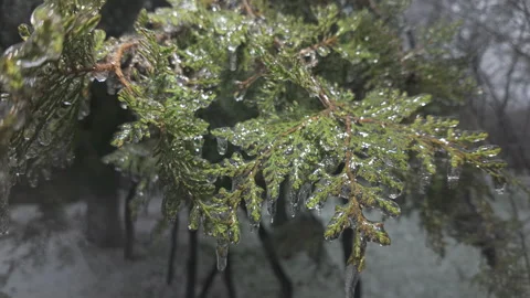 Evergreen thuja branches covered in thin layer of ice, icicles hanging from 動画素材 328100783