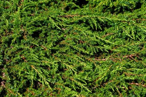 Evergreen thuja, texture Stock Photos