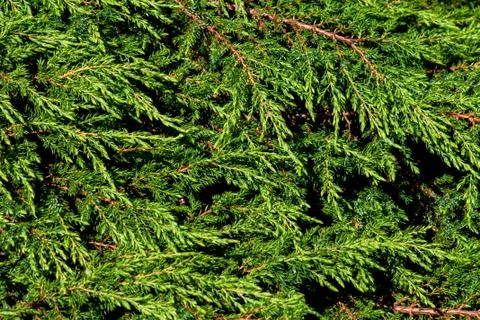 Evergreen thuja, texture Stock Photos