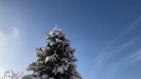 Evergreen thuja tree covered in snow against blue sky. Stock Footage 297464613