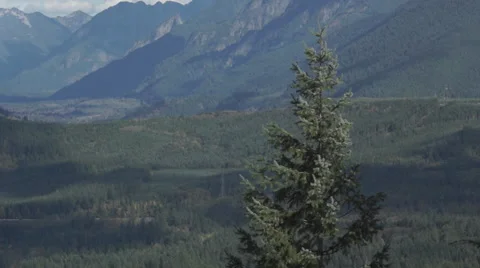Evergreen tilt shot Stock Footage 44262230