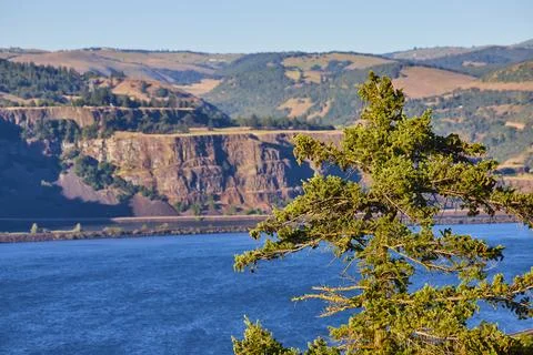 Evergreen Tree and Cliffs by Lake at Rowena Crest Viewpoint Stock Photos
