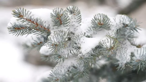 Evergreen tree and falling snow in the winter forest Video stock 120140855