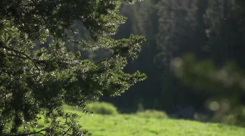 Evergreen tree branch backlit Stock Footage 67288759