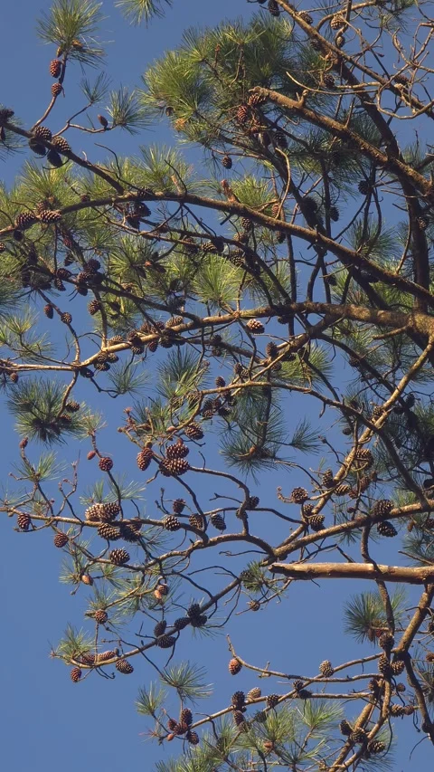 Evergreen Tree Branch Loaded with Pine Cones Stock Footage 347324191