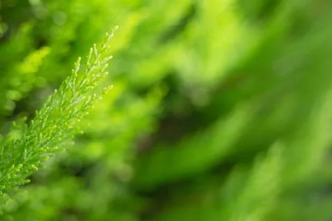 Evergreen tree branch. Stock Photos