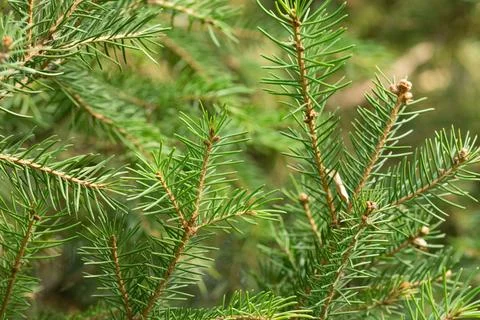 Evergreen tree branches, botany background Foto stock
