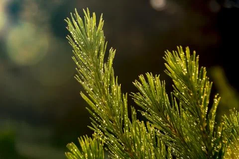 Evergreen tree branches covered with rain drops and illuminated by sunset sun Stock Photos