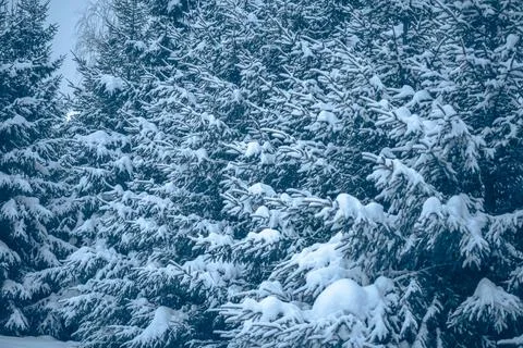Evergreen tree branches in a forest are heavily blanketed with fresh falling  Stock Photos