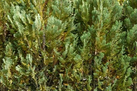 Evergreen Tree Branches Foto stock
