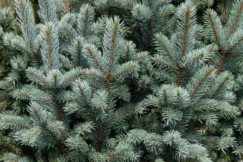 Evergreen Tree Branches Stock Photos