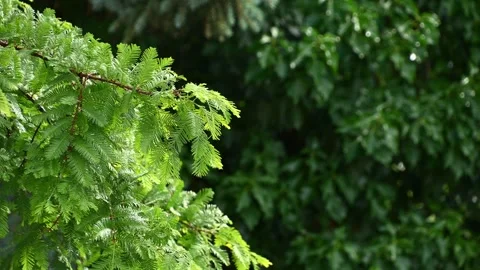 Evergreen tree branches swaying in light rain garden setting Stock Footage 338409518