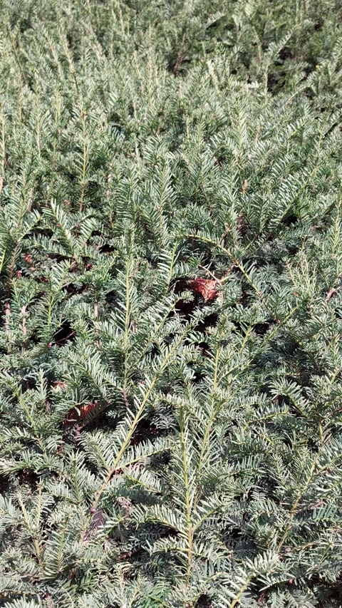 Evergreen Tree Changes Color Video stock 257346722