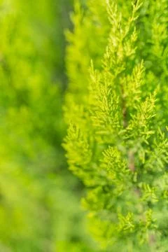 Evergreen tree close up Stock Photos