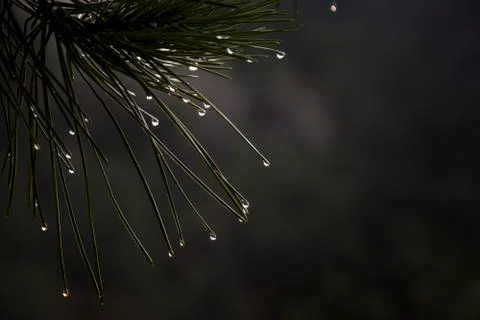 Evergreen tree close up Stock Photos