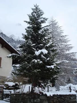 Evergreen tree covered in snow Stock Photos