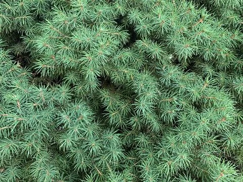 Evergreen tree foliage reference texture color palette Stock Photos