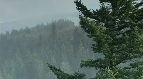 Evergreen tree Stockbeeldmateriaal 632691