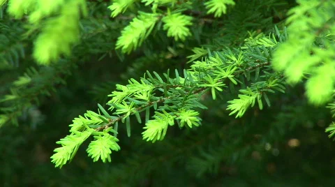 Evergreen tree Video stock 826401